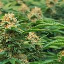 Spezielle Cannabissorten Für Einen SOG Von Philosopher Seeds