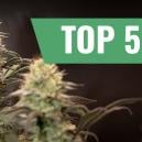 Die Top 5 Der Ertragreichsten Autoflowering Sorten 