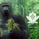 Die Herkunft von Gorilla Glue und die besten 3 Gorilla Glue Sorten