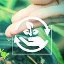 Die Verschiedenen Phasen Des Cannabisanbaus Und Warum Sie Wichtig Sind