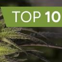 Top 10 Der Besten Cannabis-Hybridsorten