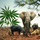 Geh Auf Safari Mit Diesen 5 Cannabissorten, Die Den Big Five Ähneln