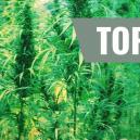 Top 7 Besten Cannabissorten Und Ihre Schöpfer