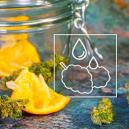 Wie Du Dein Übertrockenes Marihuana Retten Kannst