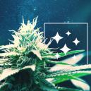 Der Ursprung Von Northern Lights Und Die Top 3 Northern Lights Sorten