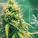 Neue Zamnesia-Sorte: Girl Scout Cookies