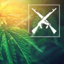 Die Top der 3 AK-47 Cannabis Sorten: Wirkung und Anbaueigenschaften