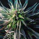 Neue Sorte von Zamnesia: C. Banana