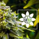 Was ist der Entourage-Effekt?