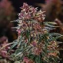 Die 10 Schnellsten Cannabissorten Für Das Jahr 2018