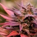 Die 6 Liebenswürdigsten Cannabis Sorten