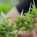 6 Cannabissorten Mit 1% THC Oder Weniger