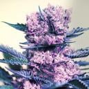 New Zamnesia Strain: Kalini Asia