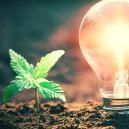 In Rauch Aufgegangen: Die Energiekosten Von Cannabisanbau Im Zuchtraum