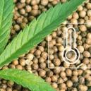 Die Besten Cannabis Samen Für Den Anbau Im Freien 