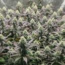 Sehr Ertragreiche Und Schimmelresistente Cannabis Sorten