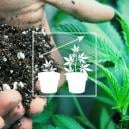 Cannabis Im Freien Anbauen: Die Beste Bodenmischung