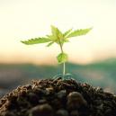 Wie Man Seinen Eigenen Kompost Herstellt