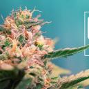 Sortenbewertung: AK-47