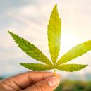 Cannabis Karriere - Finde Deinen 420 Traumjob