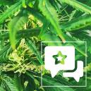 Sortenbewertung: Kali Mist