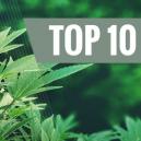 Top 10 Einsatzmöglichkeiten Für Hanf: Eine revolutionäre Pflanze | Teil 1