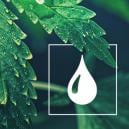 Wie Viel Wasser Brauchen Cannabis Pflanzen?