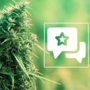 Sortenbewertung: Sour Diesel