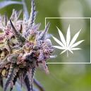 What Is A Cannabis Strain?