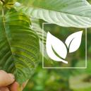 Everything you need to know about kratom