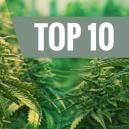 Top 10 Der Besten Feminisierten Cannabis Sorten