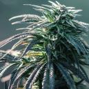 Sortenbewertung: Northern Lights