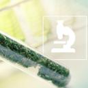 Mehr als Cannabinoide: Flavonoide, Terpene und Terpenoide im Cannabis