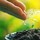 Kompost Tee: Der Schub, Auf Den Deine Damen Gewartet Haben