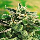 Sortenbewertung: Blue Cheese