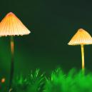 Im Freien einen Flecken für Zauberpilze einrichten