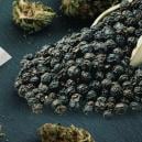 Reduziert schwarzer Pfeffer durch Cannabis ausgelöste Angst? 