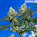 Top 5 Gründe warum Du Dein eigenes Gras anbauen solltest