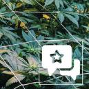 Sortenbewertung: Casey Jones