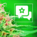 Sortenbewertung: White Widow