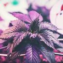 Anbautipp: Die richtige Entfernung zwischen Lampen und Pflanzen hinbekommen