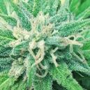 Frisian Duck: Eine neue und revolutionäre Sorte von Dutch Passion