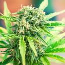 Sortenbewertung: Moby Dick