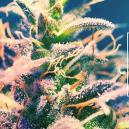 Cannabis Sorten von denen man keinen Heißhunger bekommt?