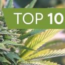 Unsere 10 beliebtesten Samenbanken