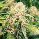 Sortenbewertung: Pineapple Kush