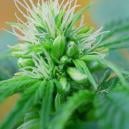 Männliche Oder Zwitter Cannabispflanzen Frühzeitig Erkennen