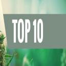 Unsere Top 10 Der Besten Cannabis Sorten