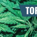 Unsere Top 10 der besten Marihuana Zitate aller Zeiten