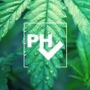 Anbautipp: Die Wichtigkeit des pH-Wertes